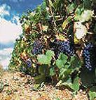 vin reuilly